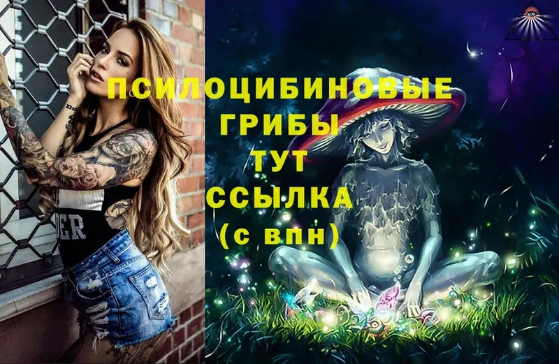 маркетплейс как зайти  Иннополис  Псилоцибиновые грибы Psilocybe 